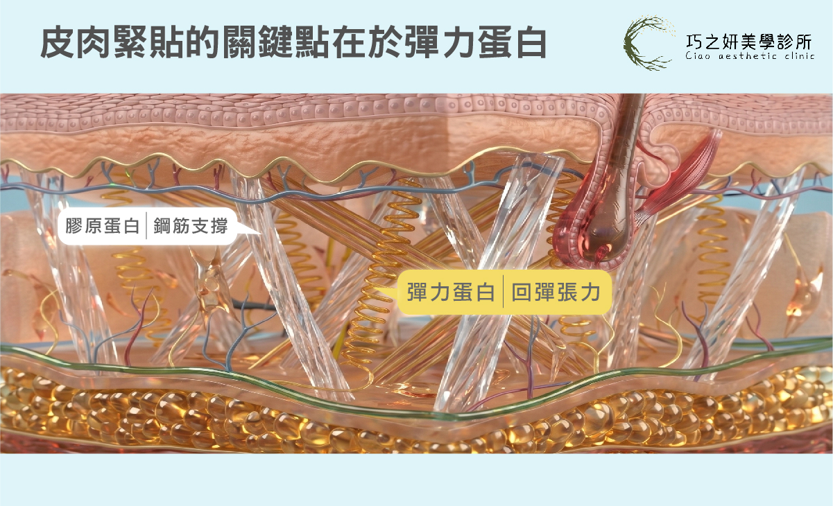 彈力蛋白就是讓肌膚具備回彈力與緊貼感的橡皮筋